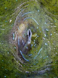 giant clam, looks like a... ah-hem..... Casio exilim ex z... by Andrew Macleod 